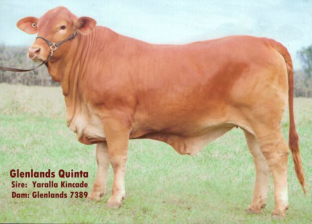 Glenlands Quinta